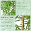 シュロチク 棕櫚竹 10号鉢 ファイバーストーン(陶器)鉢カバー付き 観葉植物 本物