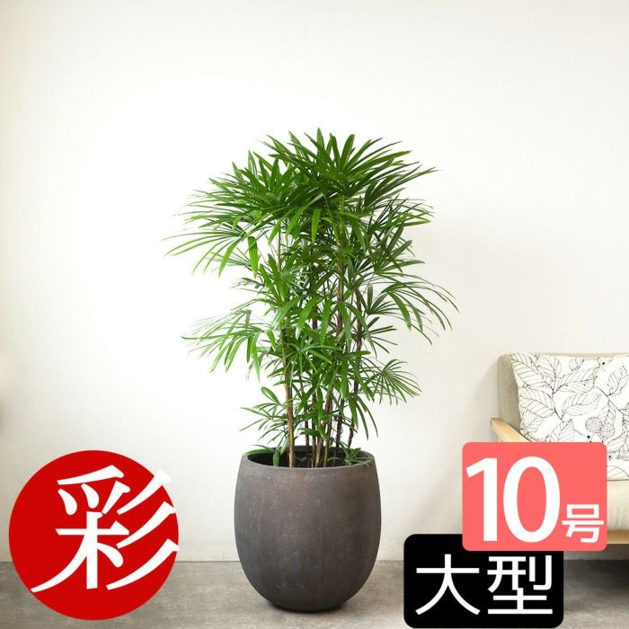シュロチク 棕櫚竹 10号鉢 ファイバーストーン(陶器)鉢カバー付き 観葉植物 本物