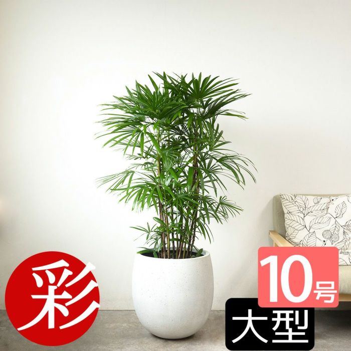 シュロチク 棕櫚竹 10号鉢 ファイバーストーン(陶器)鉢カバー付き 観葉植物 本物