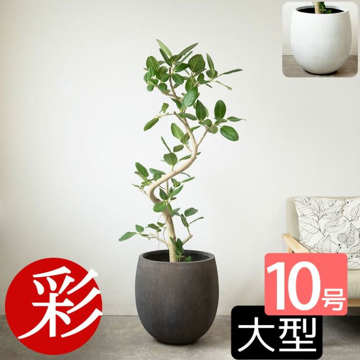 フィカス ベンガレンシス ベンガルボダイジュ 曲がり樹形 10号鉢 ファイバーストーン(陶器)鉢カバー付き 観葉植物 本物