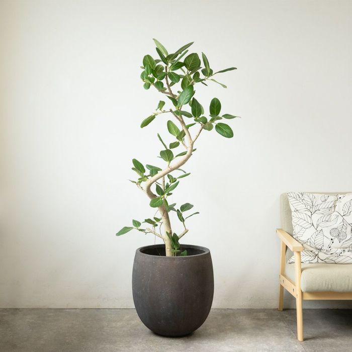 フィカス ベンガレンシス ベンガルボダイジュ 曲がり樹形 10号鉢 ファイバーストーン(陶器)鉢カバー付き 観葉植物 本物