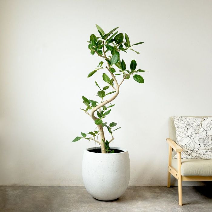 フィカス ベンガレンシス ベンガルボダイジュ 曲がり樹形 10号鉢 ファイバーストーン(陶器)鉢カバー付き 観葉植物 本物