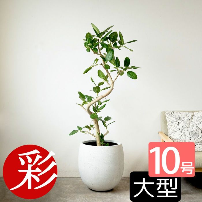 フィカス ベンガレンシス ベンガルボダイジュ 曲がり樹形 10号鉢 ファイバーストーン(陶器)鉢カバー付き 観葉植物 本物