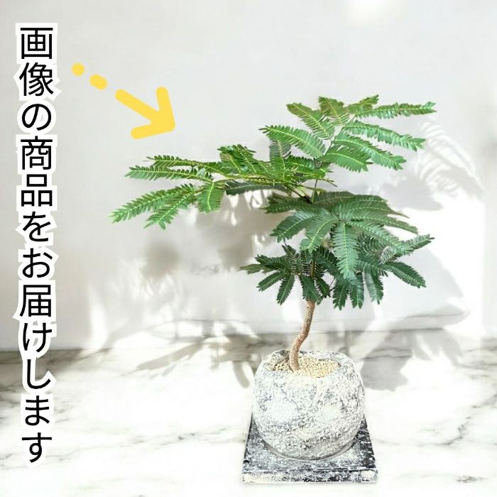 観葉植物現品販売