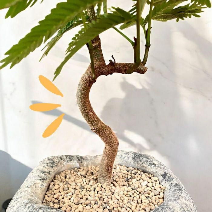 観葉植物現品販売