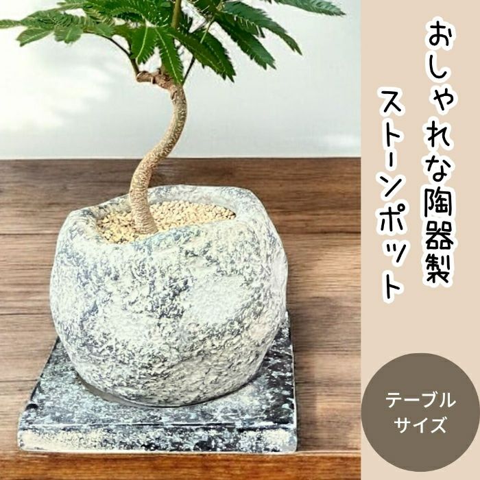 観葉植物現品販売