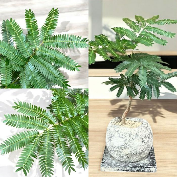 観葉植物現品販売