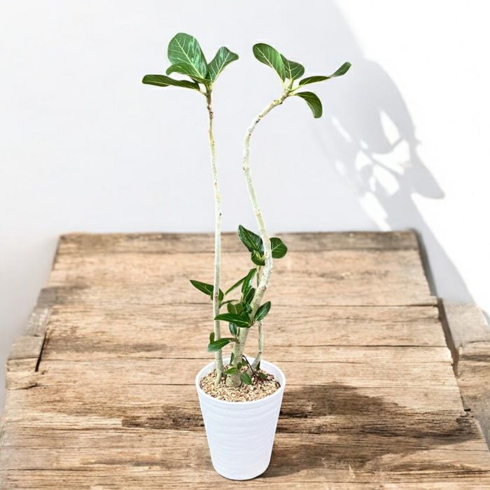 観葉植物現品販売