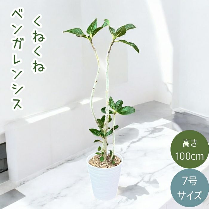 観葉植物現品販売