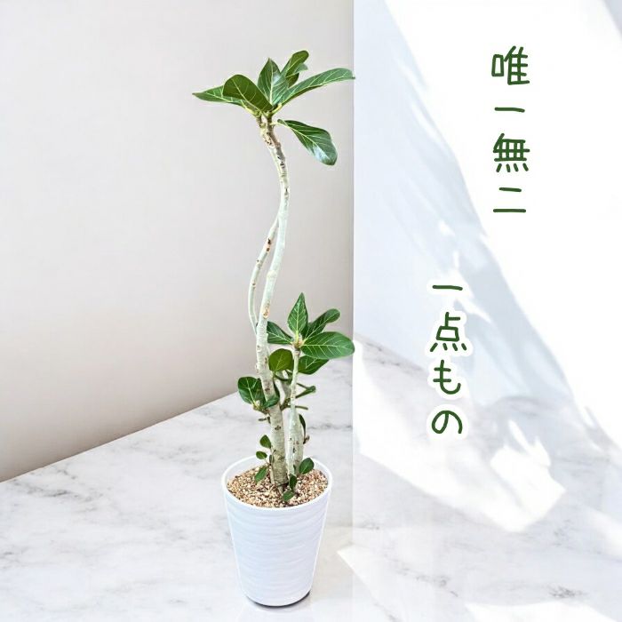 観葉植物現品販売