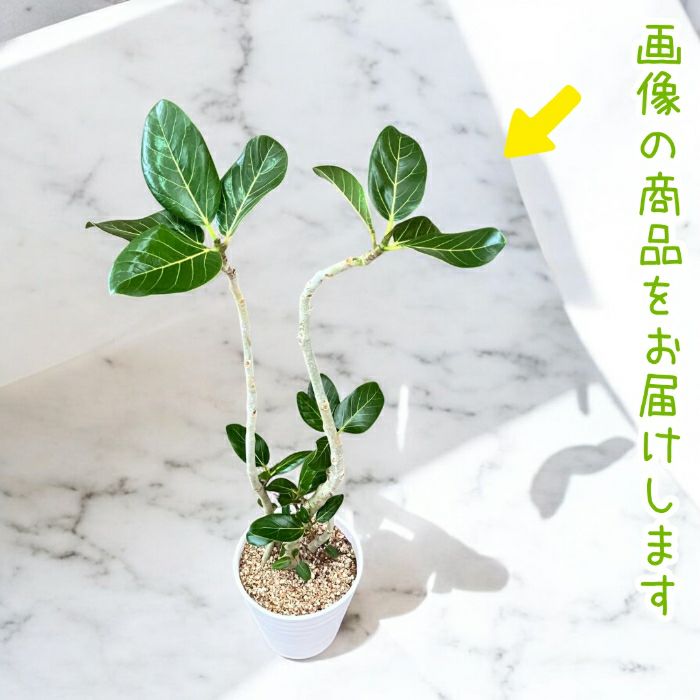 観葉植物現品販売