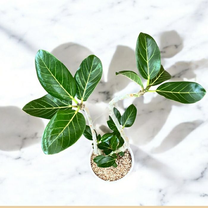 観葉植物現品販売