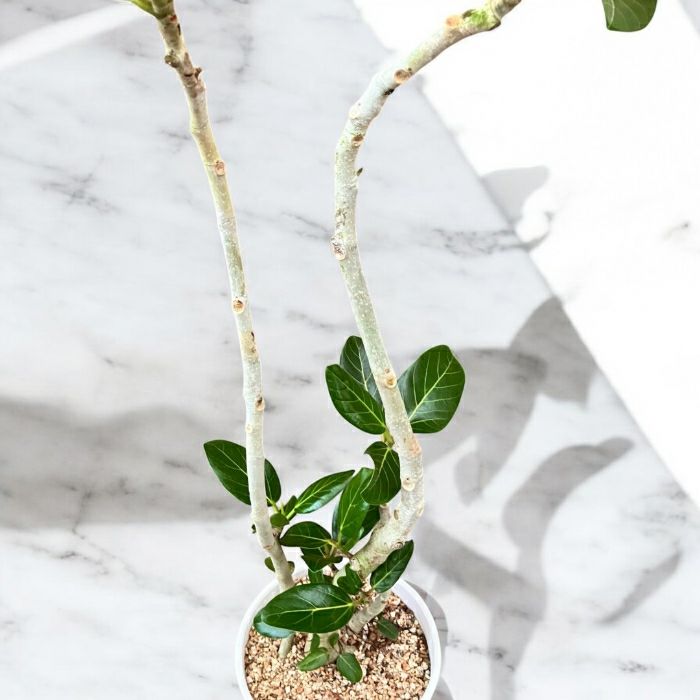 観葉植物現品販売