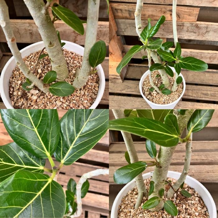 観葉植物現品販売