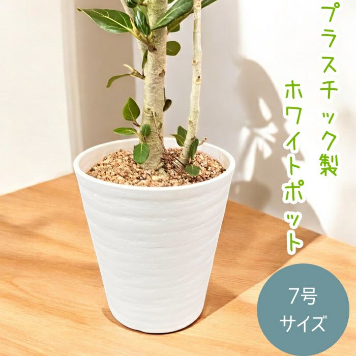 観葉植物現品販売