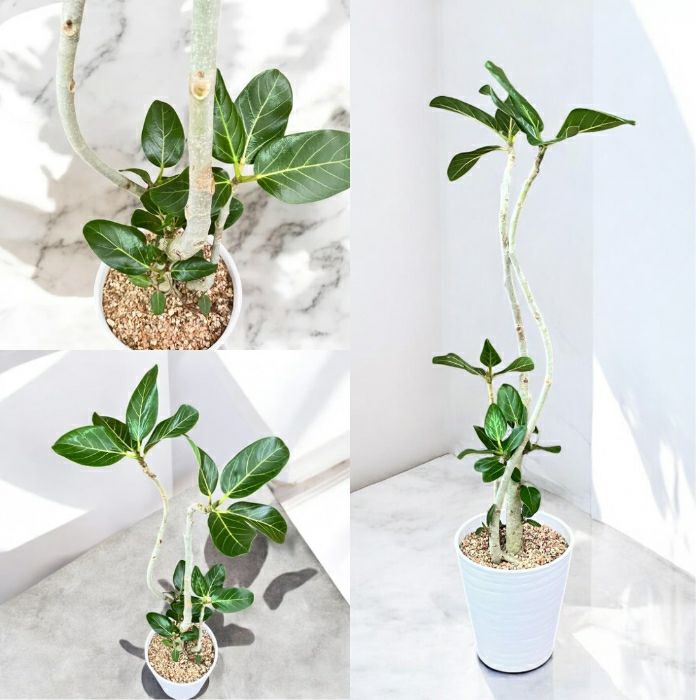 観葉植物現品販売