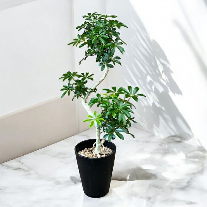 観葉植物現品販売