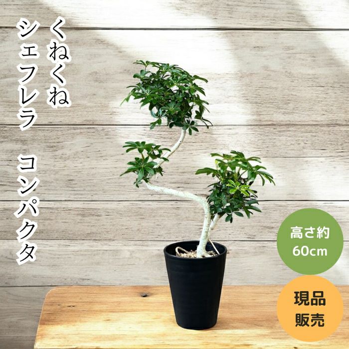 観葉植物現品販売
