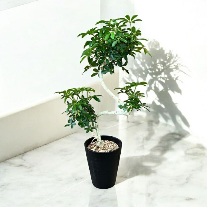 観葉植物現品販売