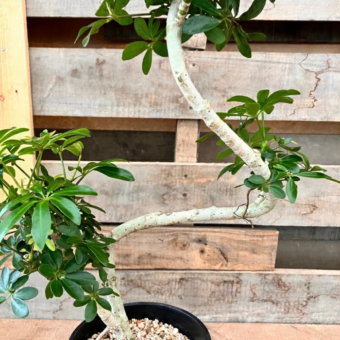 観葉植物現品販売