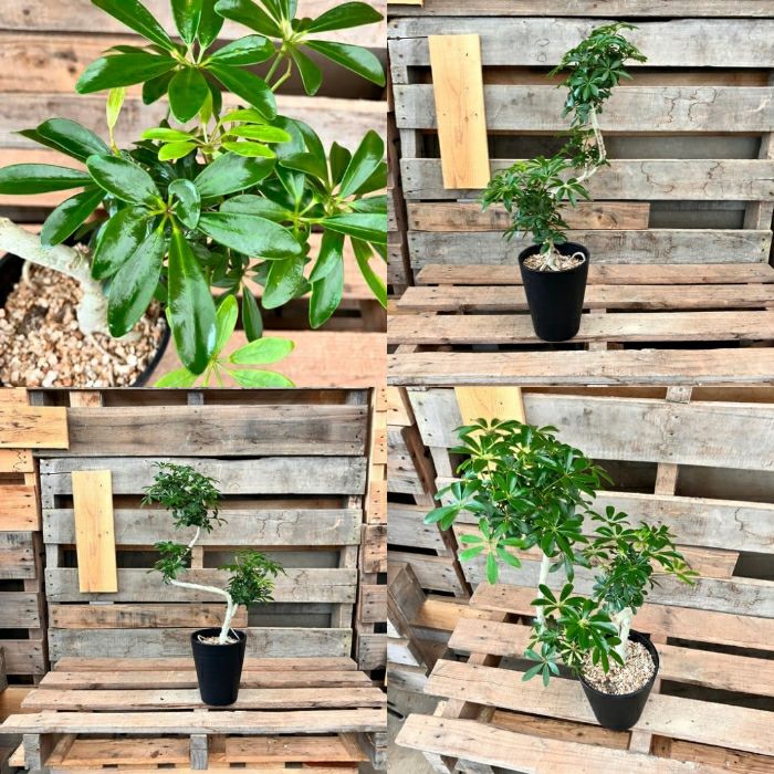 観葉植物現品販売