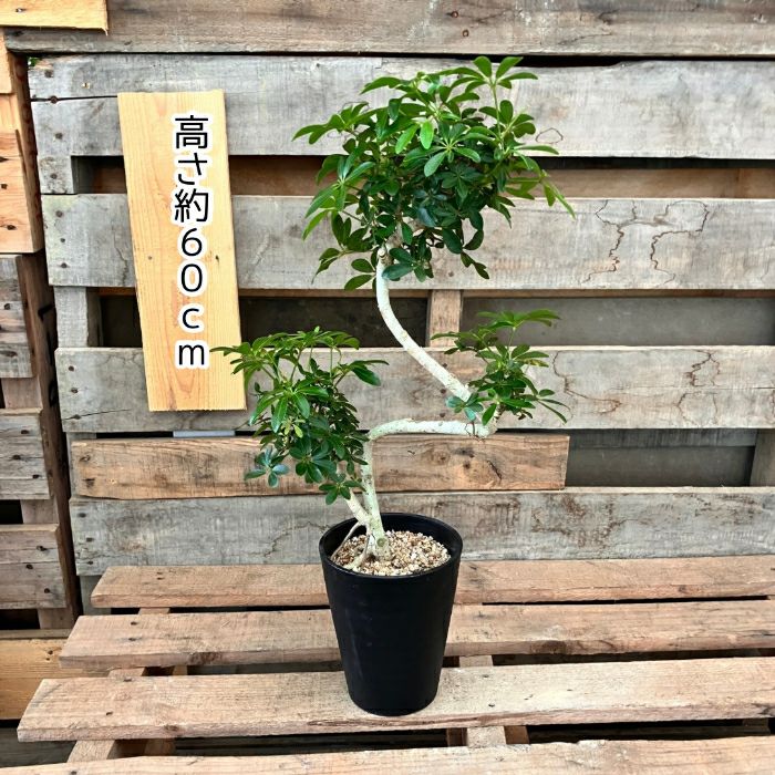 観葉植物現品販売