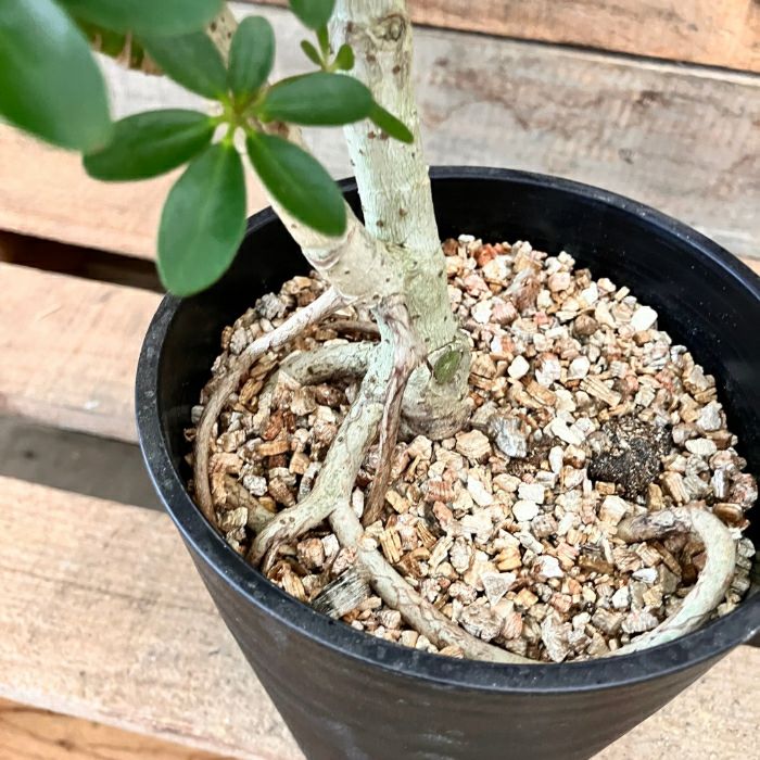 観葉植物現品販売