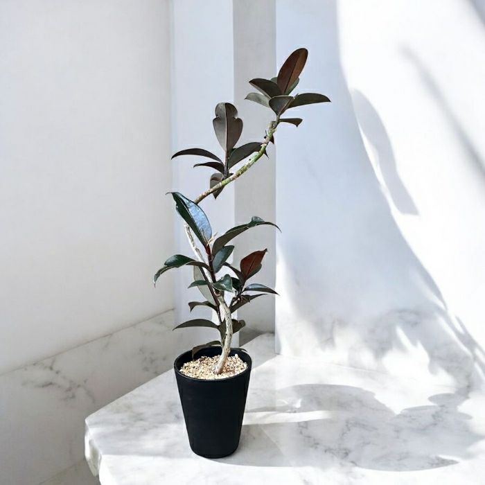 観葉植物現品販売