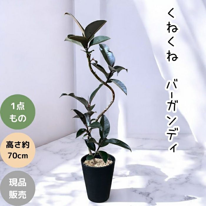 観葉植物現品販売