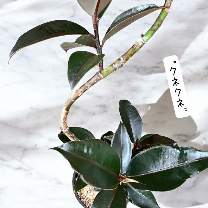 観葉植物現品販売