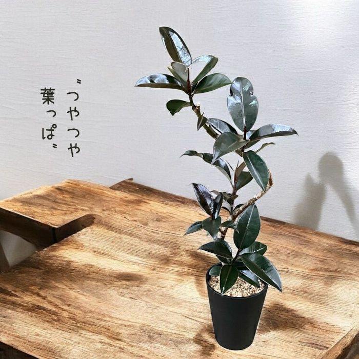観葉植物現品販売