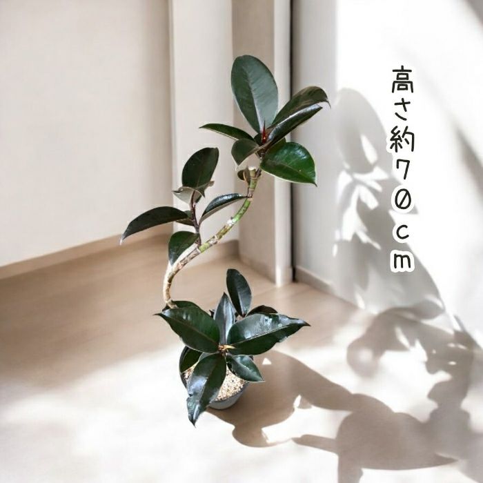 観葉植物現品販売