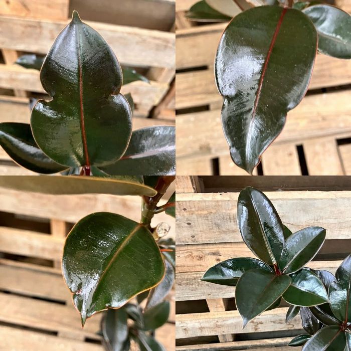 観葉植物現品販売