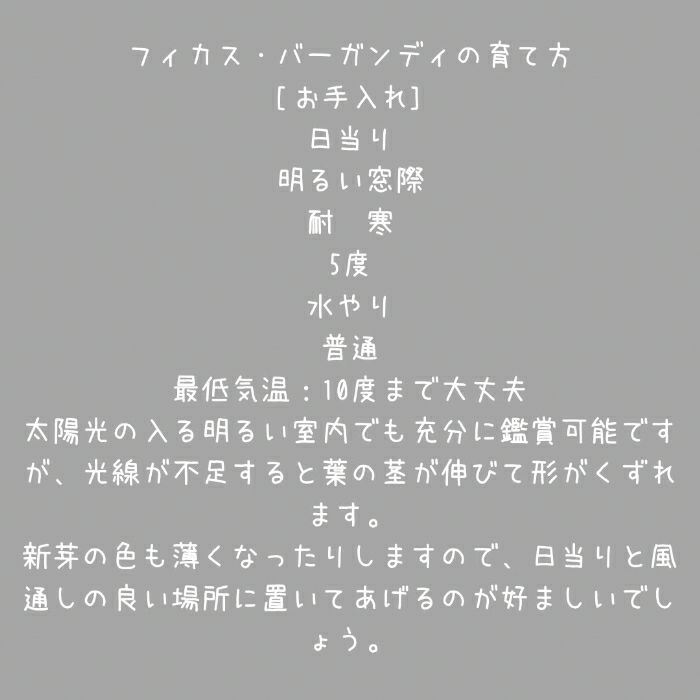 観葉植物現品販売