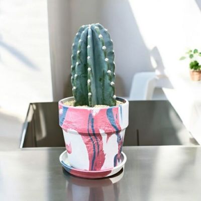 【鉢植え・送料込】柱サボテン ヌーダム (トゲ無し) ブランチ 沖縄育ち 51iLFponewL._UF894,1000_QL80_.jpg