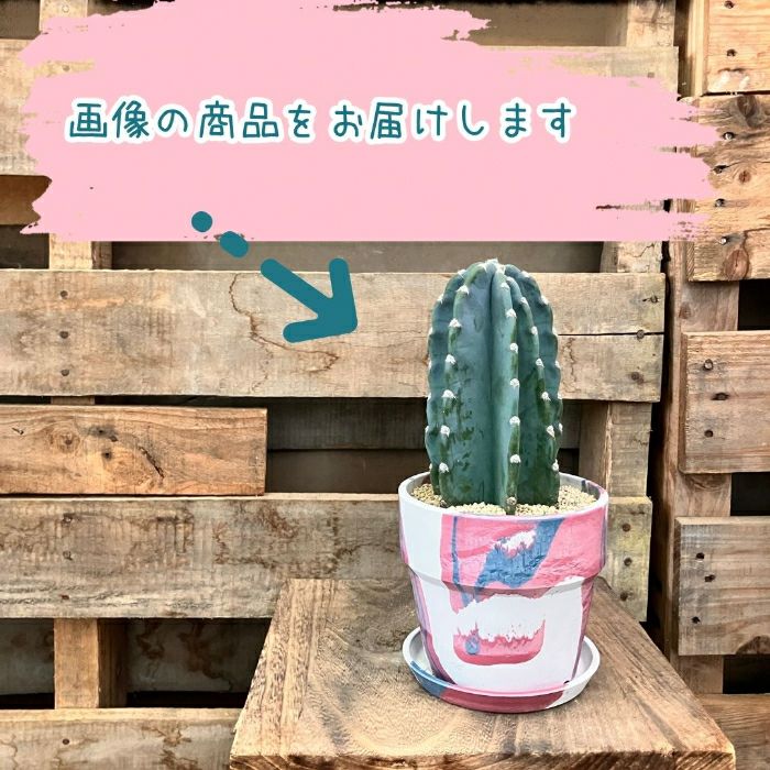 観葉植物現品販売