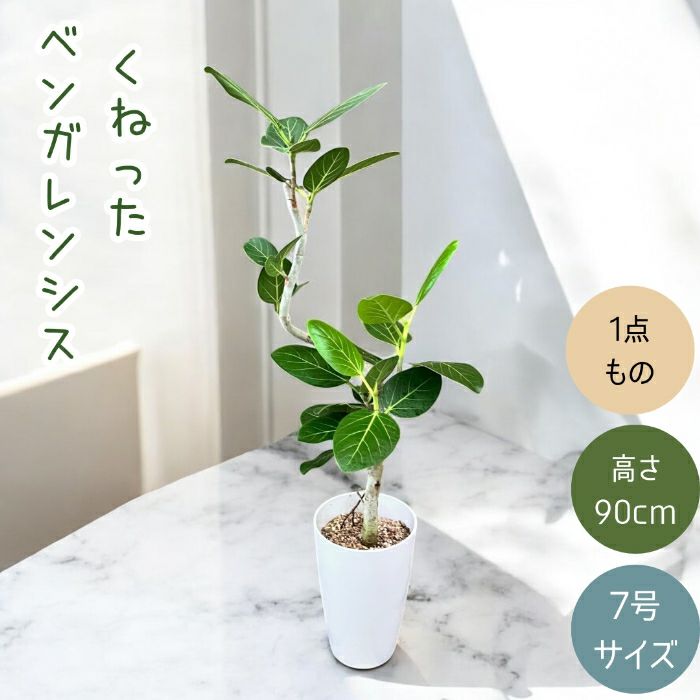 観葉植物現品販売