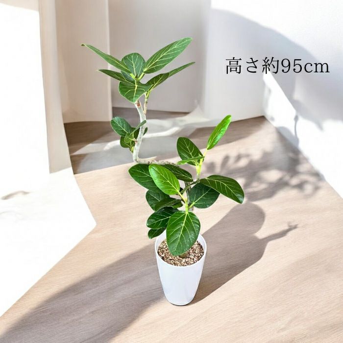 観葉植物現品販売