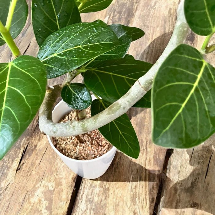 観葉植物現品販売