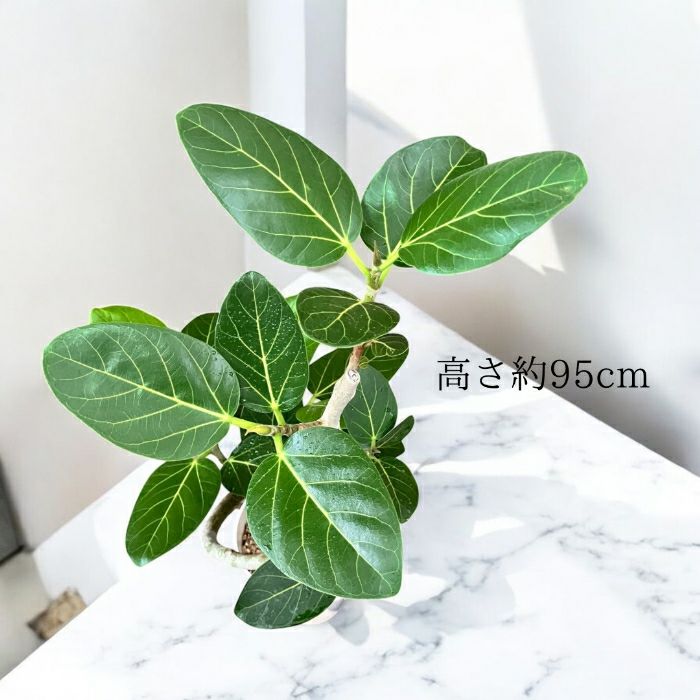 観葉植物現品販売