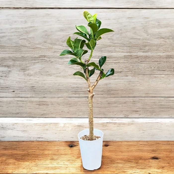 観葉植物現品販売