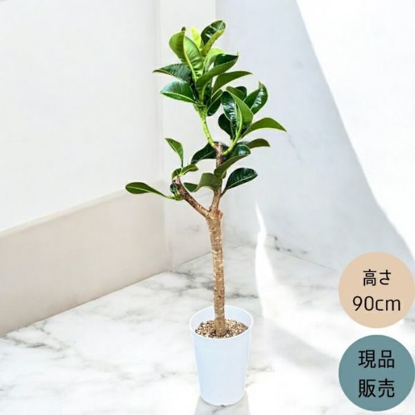 観葉植物 本物 【現品 】 希少 フィカス エラスティカ アポロ