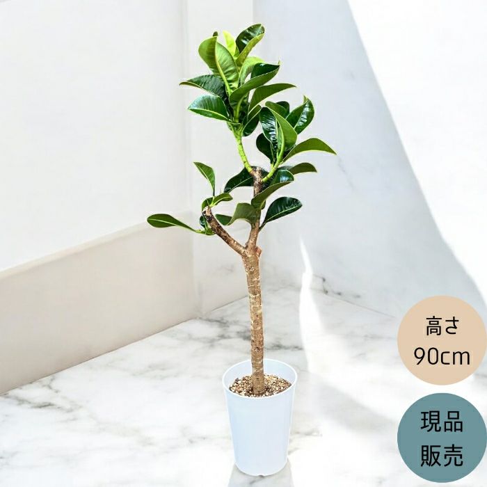 観葉植物現品販売