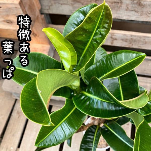 観葉植物 本物 【現品 】 希少 フィカス エラスティカ アポロ