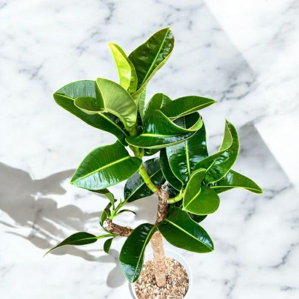 観葉植物 本物 【現品 】 希少 フィカス エラスティカ アポロ