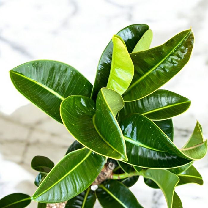 観葉植物現品販売