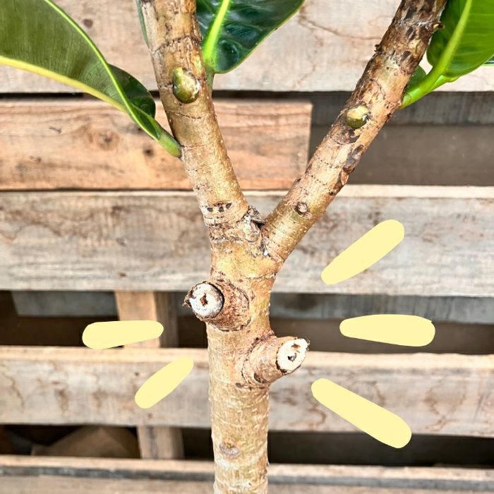 観葉植物現品販売