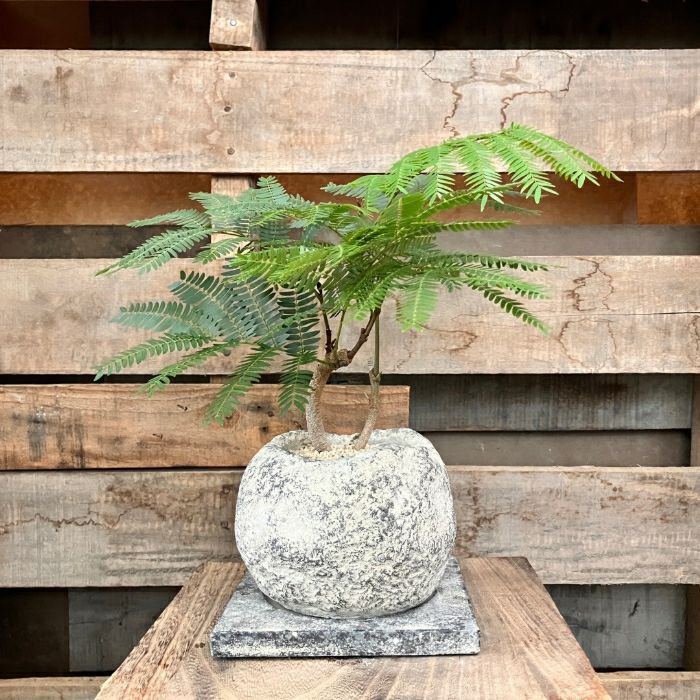 観葉植物現品販売