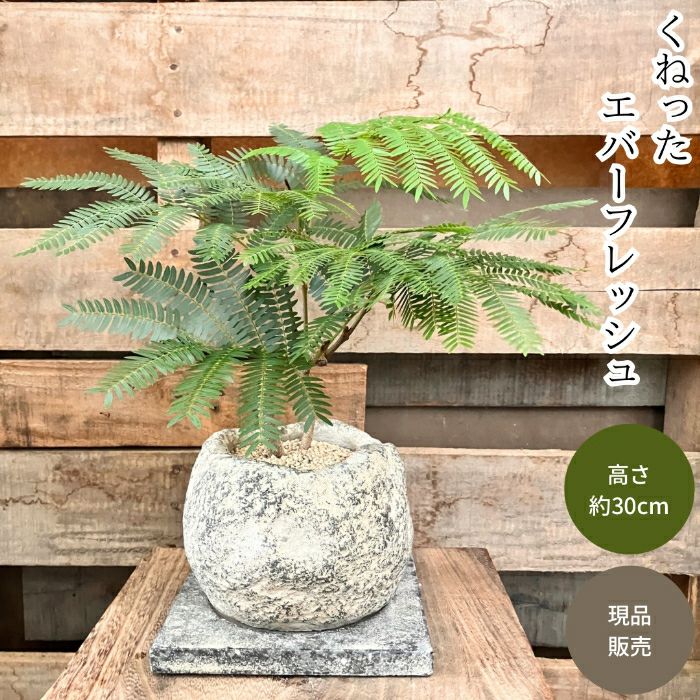 観葉植物現品販売