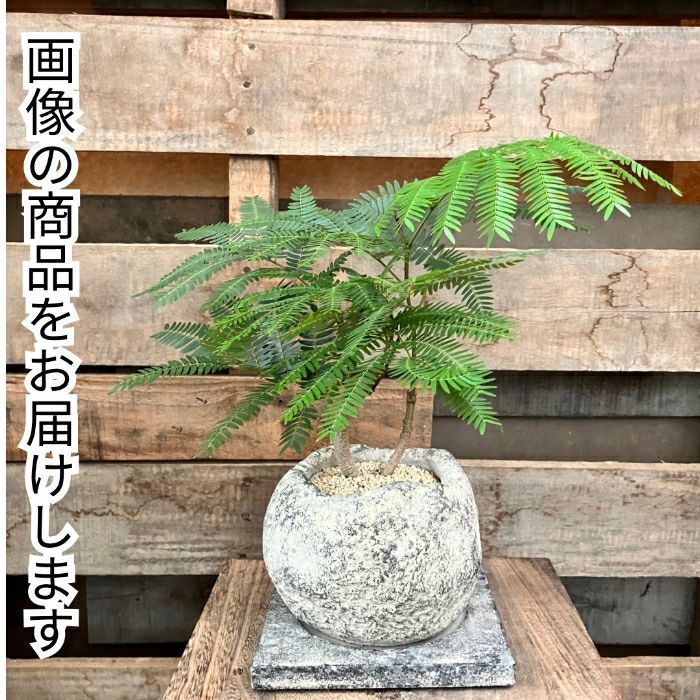 観葉植物現品販売